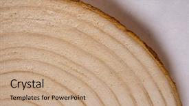  Presentation with tree rings section - Colorful slide set enhanced with white marron - pine tree trunk cross-section backdrop and a coral colored foreground