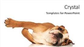  Presentation with english bulldog - Colorful slides enhanced with white marron - playful english bulldog puppy is backdrop and a  colored foreground