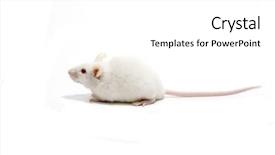  Presentation with white rat - Colorful presentation enhanced with white mice isolated over white backdrop and a white colored foreground