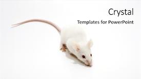  Presentation with floral border over white - Theme consisting of white mice isolated over white background and a white colored foreground