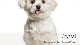  Presentation with dog - Audience pleasing slides consisting of white mixed breed dog panting backdrop and a  colored foreground