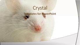  Presentation with cartoon mickey mouse - PPT theme having white mouse in front background and a cream colored foreground