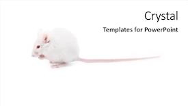  Presentation with white rat - Presentation featuring white mouse isolated background and a white colored foreground