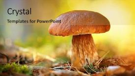  Presentation with mushroom - Presentation having cep mushroom growing in autumn background and a  colored foreground