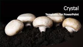  Presentation with champignon mushroom - Theme featuring edible button mushroom champignon background and a black colored foreground