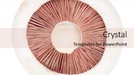  Presentation with mushrooms - Audience pleasing PPT layouts consisting of white mushrooms isolated on white background backdrop and a coral colored foreground