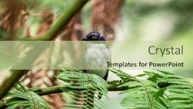  Presentation with olive tree - PPT theme enhanced with white-naped-hoeyeater-melithreptus-lunatus background and a mint green colored foreground
