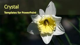  Presentation with easter bunny yellow spring flower - Presentation theme enhanced with white narcissus - spring yellow flower background and a tawny brown colored foreground