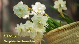  Presentation with narcissus - PPT theme enhanced with white-narcissus-in-the-basket background and a tawny brown colored foreground