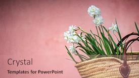  Presentation with narcissus - Theme consisting of white-narcissus-in-the-basket background and a coral colored foreground