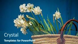  Presentation with narcissus - Slide deck enhanced with white-narcissus-in-the-basket background and a ocean colored foreground