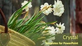  Presentation with narcissus - Slide set consisting of white-narcissus-in-the-basket background and a tawny brown colored foreground