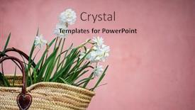  Presentation with narcissus - PPT theme with white-narcissus-in-the-basket background and a coral colored foreground