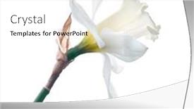  Presentation with narcissus - PPT theme enhanced with jonquil - white narcissus isolated on white background and a white colored foreground