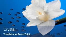  Presentation with blue drops - Amazing presentation having white narcissus on blue background with water drops backdrop and a ocean colored foreground