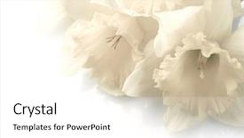  Presentation with narcissus - Beautiful PPT layouts featuring white narcissus over white background backdrop and a  colored foreground