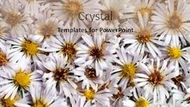  Presentation with white flower frame - Beautiful slides featuring white-nature-chamomile-flower-background backdrop and a coral colored foreground