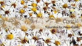  Presentation with white flower frame - Amazing PPT theme having white-nature-chamomile-flower-background backdrop and a coral colored foreground