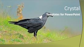  Presentation with raven - PPT layouts featuring white-necked-raven-corvus-albicollis background and a light blue colored foreground
