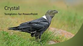  Presentation with raven - Cool new PPT layouts with white-necked raven corvus albicollis backdrop and a mint green colored foreground