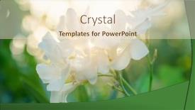  Presentation with garden - Cool new presentation with white-oleander-in-the-garden backdrop and a cream colored foreground