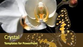  Presentation with cartoon black white people - Beautiful PPT layouts featuring white orchid and butterfly on a black background backdrop and a tawny brown colored foreground