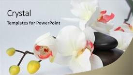  Presentation with orchid - Beautiful presentation theme featuring white orchid and stones backdrop and a sky blue colored foreground