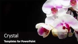  Presentation with bloom - Slide deck with white-orchid-flower-branch-bloom background and a black colored foreground