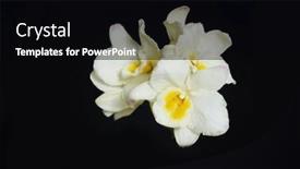  Presentation with bloom - Slide set enhanced with white-orchid-flower-branch-bloom background and a  colored foreground