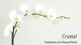  Presentation with orchid - Colorful slide set enhanced with white orchid isolated on white backdrop and a sky blue colored foreground