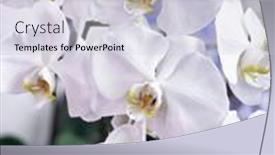  Presentation with orchid - Audience pleasing PPT theme consisting of white-orchid-nature-background-nature backdrop and a lemonade colored foreground