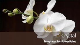  Presentation with white dna black - Colorful PPT theme enhanced with white orchid on black backdrop and a  colored foreground