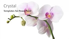  Presentation with orchid - Beautiful PPT theme featuring white orchid on white blackbackground backdrop and a white colored foreground