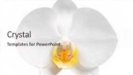 Presentation with orchid - Presentation theme enhanced with white orchid wiht blossoms background and a white colored foreground