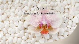  Presentation with orchid - Beautiful slide set featuring white orchid with white pebbles backdrop and a lemonade colored foreground