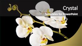  Presentation with orchid - PPT theme having white orchid with yellow center background and a black colored foreground