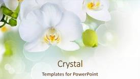  Presentation with beautiful orchid flowers - Cool new slides with white orchid backdrop and a sky blue colored foreground
