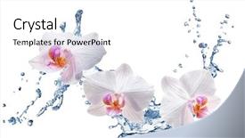  Presentation with orchids - Audience pleasing presentation theme consisting of white orchids on the water backdrop and a white colored foreground