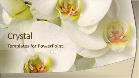  Presentation with orchids - Amazing theme having white orchids backdrop and a lemonade colored foreground