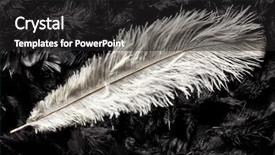  Presentation with automotive black and white - Colorful presentation enhanced with white ostrich feather on black backdrop and a dark gray colored foreground