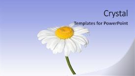  Presentation with blue flower - PPT theme featuring white ox eye daisy flower set against a blue and white background background and a light blue colored foreground