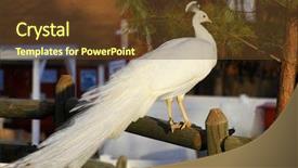  Presentation with peacock - Audience pleasing theme consisting of white peacock backdrop and a tawny brown colored foreground