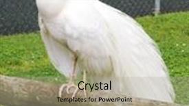  Presentation with peacock - Audience pleasing theme consisting of white peacock backdrop and a mint green colored foreground