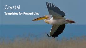  Presentation with danube delta - Audience pleasing presentation theme consisting of white-pelican-danube-delta-romania backdrop and a teal colored foreground