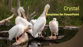  Presentation with zoo - Slides consisting of white-pelican-outdoors background and a tawny brown colored foreground