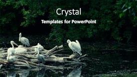  Presentation with white - Slides having white-pelican-pelecanus-onocrotalus-summer background and a black colored foreground