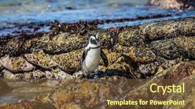  Presentation with south africa - Audience pleasing presentation consisting of white penguin boulders penguin colony backdrop and a  colored foreground