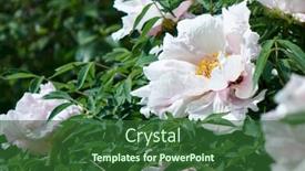  Presentation with peony - Slide deck having white peony flowers in spring in the garden background and a forest green colored foreground