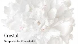  Presentation with peony - Amazing presentation design having white peony isolated on white backdrop and a white colored foreground