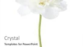  Presentation with peony - PPT layouts featuring white-peony-isolated-on-white background and a white colored foreground